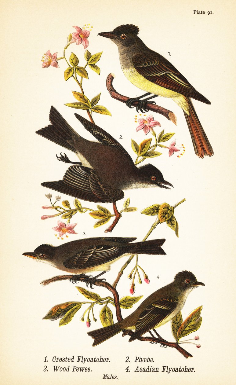 muchołówka czubata , Myiarchus crinitus 1 , phoebe , Sayornis phoebe 2 , pewee , Contopus viridis 3 i muchołówka akadyjska , Empidonax virescens 4 autorstwa John James (after) Audubon
