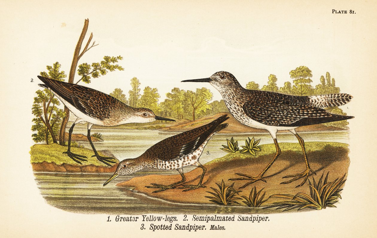 Nogi większe, Tringa melanoleuca 1, brodźce półpalmowane, Calidris pusilla 2 i brodźce plamiste, Actitis macularius 3 autorstwa John James (after) Audubon