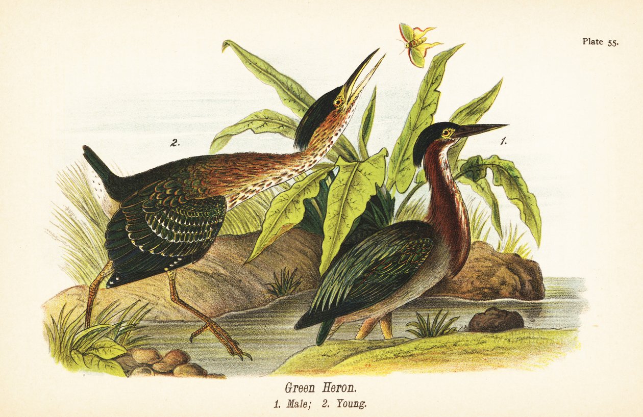 Czapla zielona, Butorides virescens, samiec 1, młody 2 autorstwa John James (after) Audubon