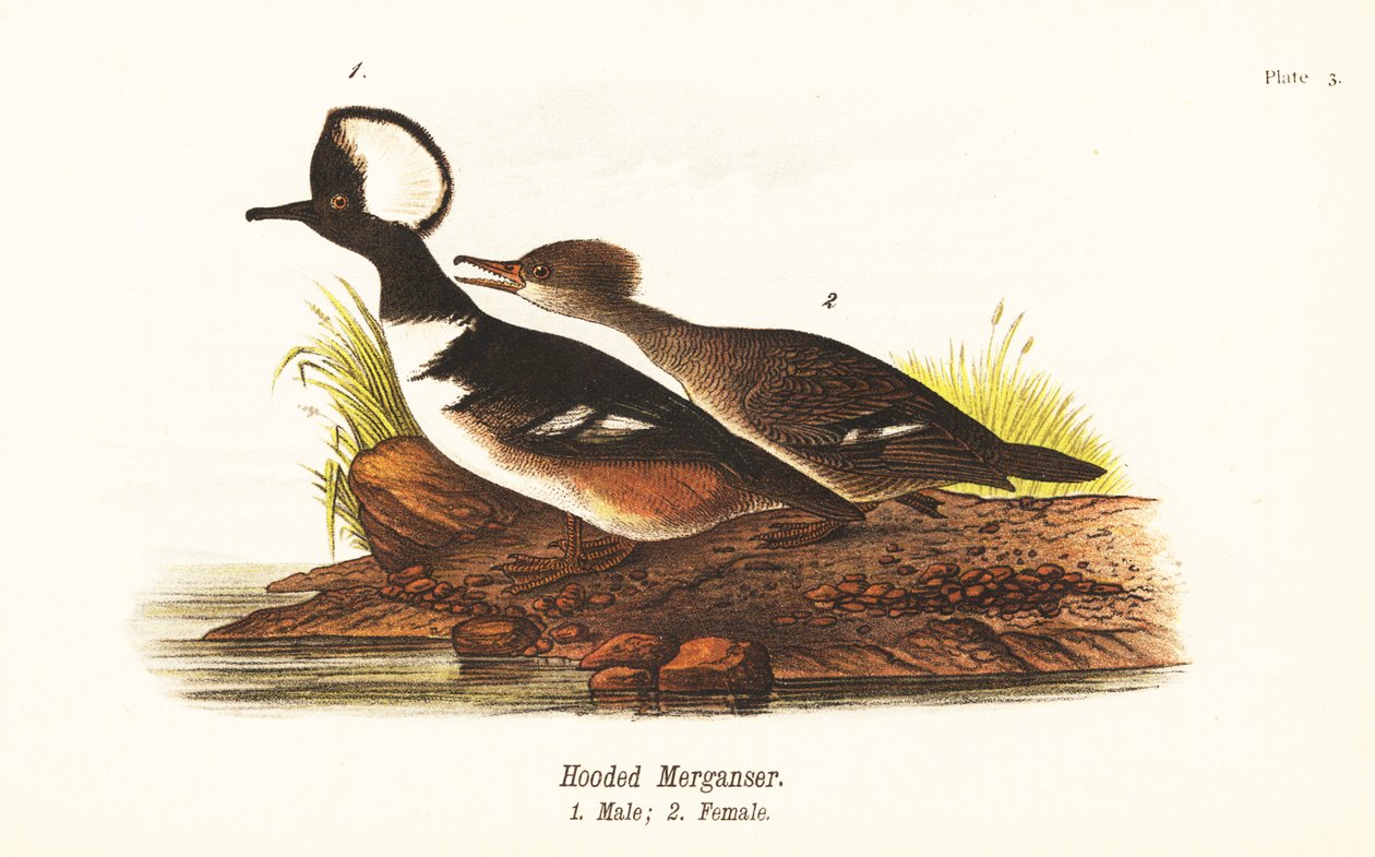 Nurogęś kapturowy, Lophodytes cucullatus, samiec 1, samica 2 autorstwa John James (after) Audubon
