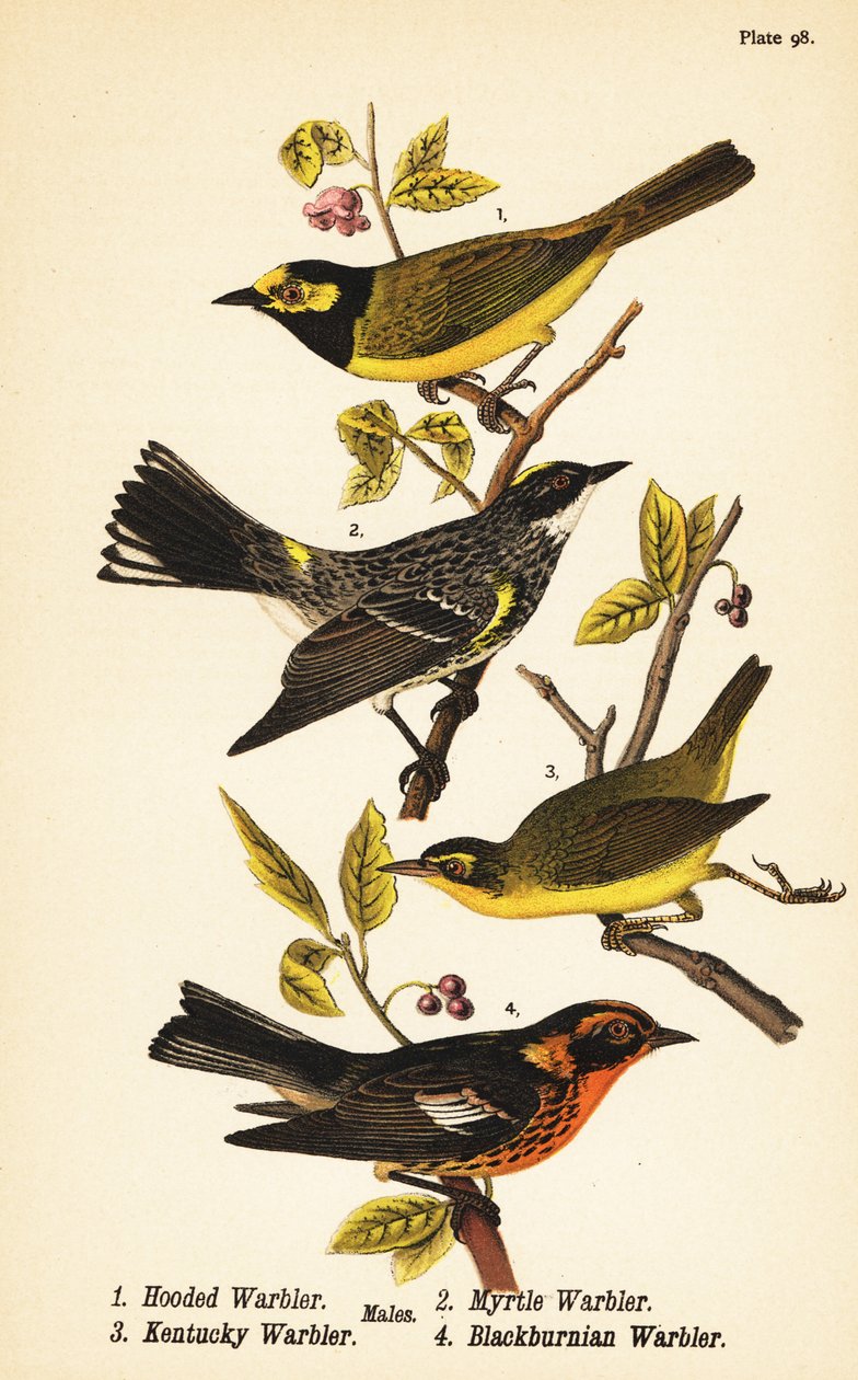 Pokrzewka, Setophaga citrina 1, pokrzewka żółtodzioba, Setophaga coronata 2, pokrzewka Kentucky, Geothlypis formosa 3 i pokrzewka Blackburnian, Setophaga fusca 4 autorstwa John James (after) Audubon