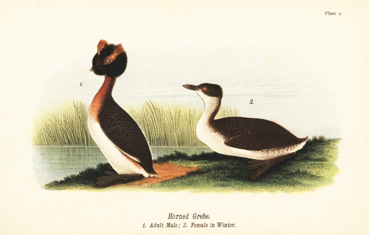 Perkoz rogaty, Podiceps auritus, dorosły samiec 1 i samica w upierzeniu zimowym autorstwa John James (after) Audubon