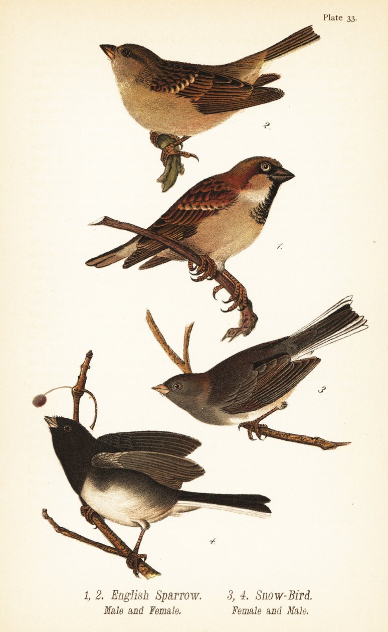 Wróbel domowy, Passer domesticus i ciemnooki junco, Junco hyemalis autorstwa John James (after) Audubon