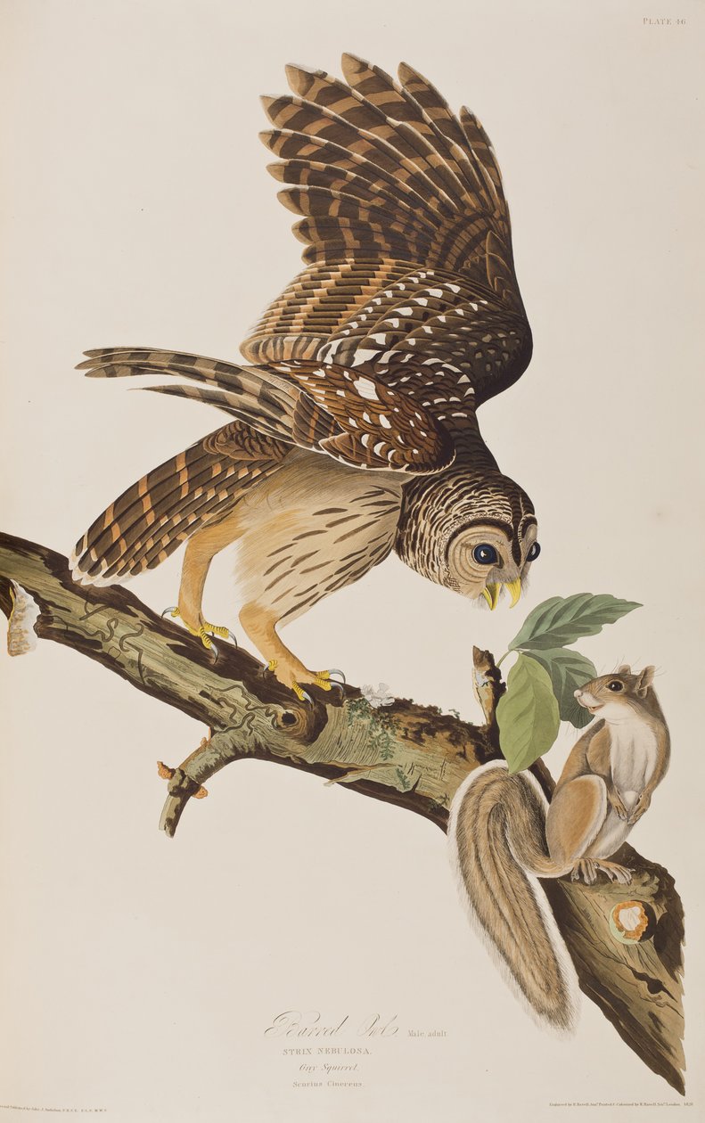 Ilustracja z „Birds of America” Johna Jamesa Audubona autorstwa John James (after) Audubon
