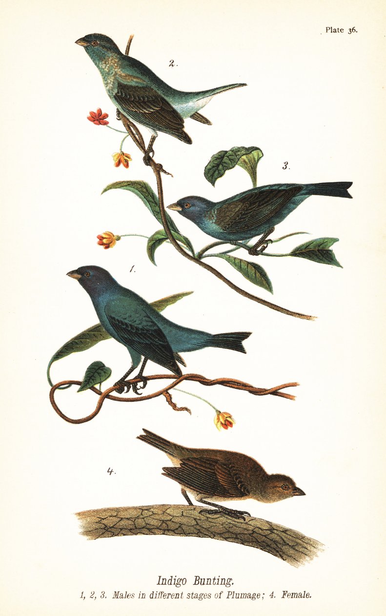 Trznadel indygo, Passerina cyanea, samce w różnych stadiach upierzenia 1,2,3 i samice 4 autorstwa John James (after) Audubon