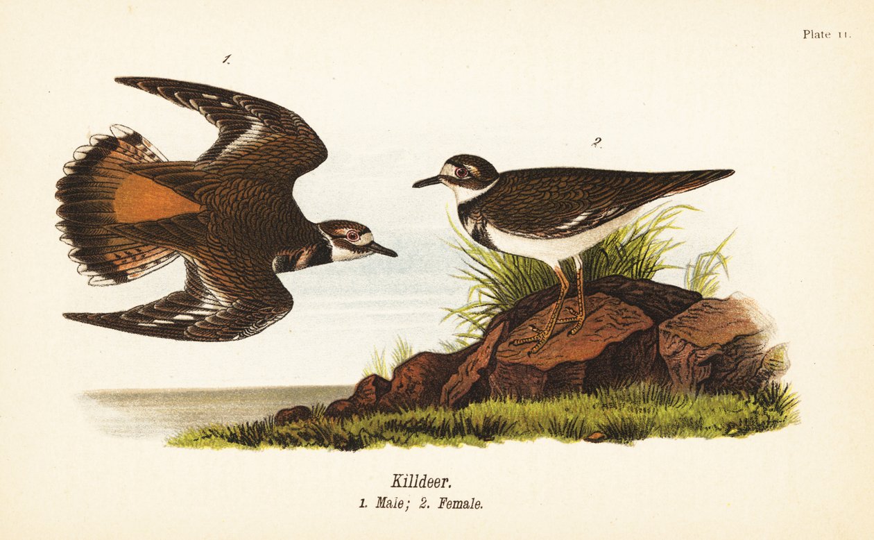 Killdeer, Charadrius vociferus, samiec 1, samica 2 autorstwa John James (after) Audubon