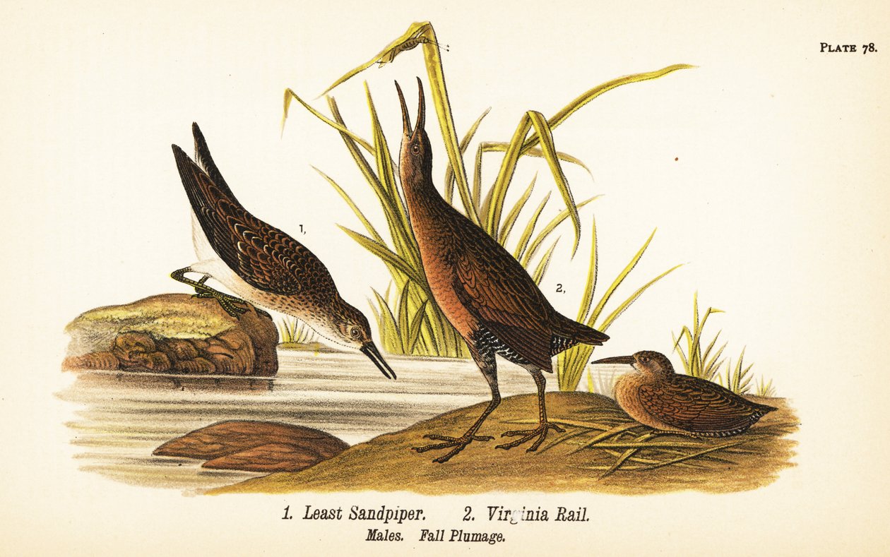 Najmniej brodzik, Calidris minutilla 1 i szyna Virginia, Rallus limicola 2 autorstwa John James (after) Audubon
