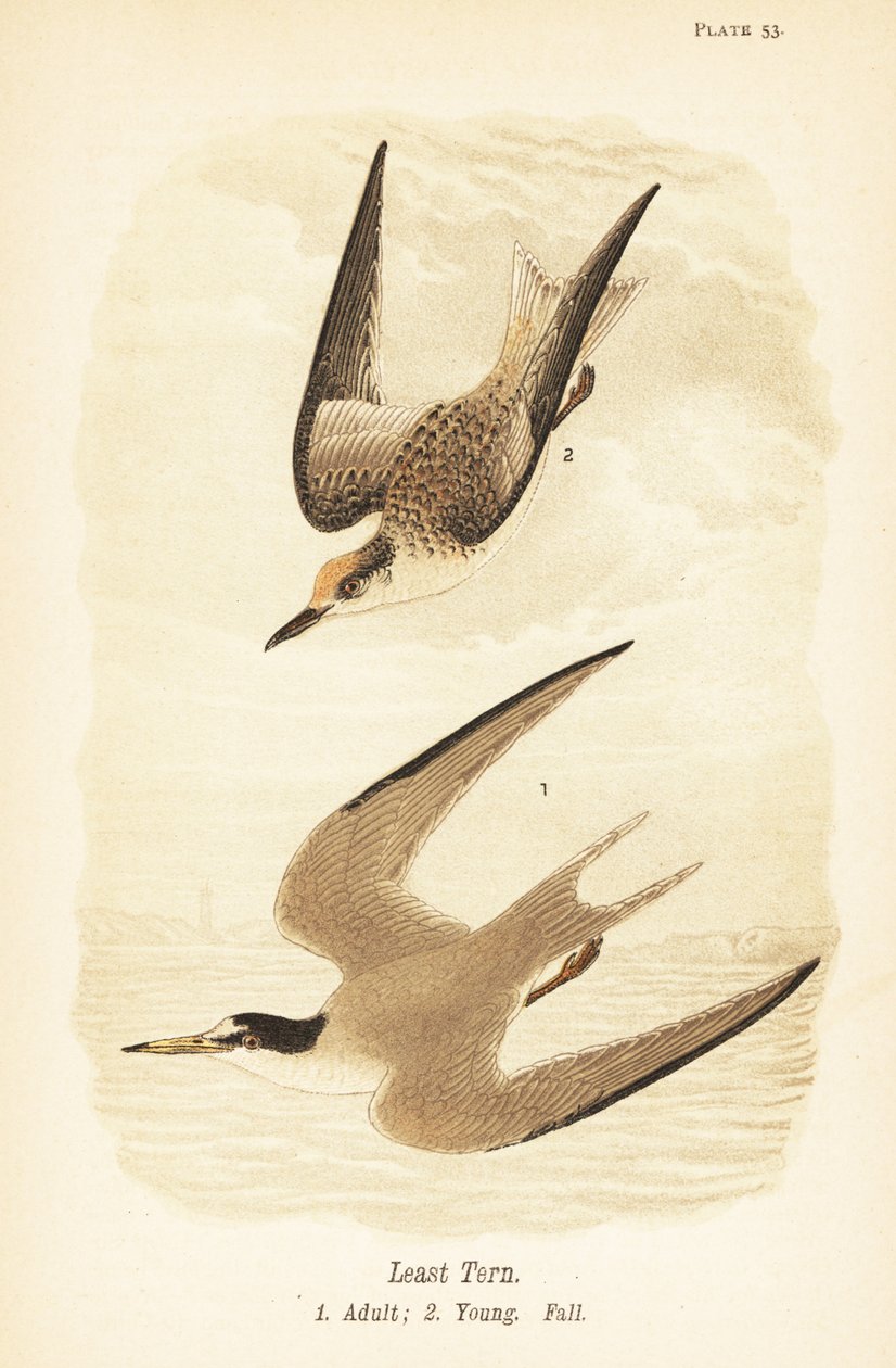 Rybitwa najmniejsza, Sternula antillarum, dorosły 1, młody, upierzenie jesienne 2 autorstwa John James (after) Audubon