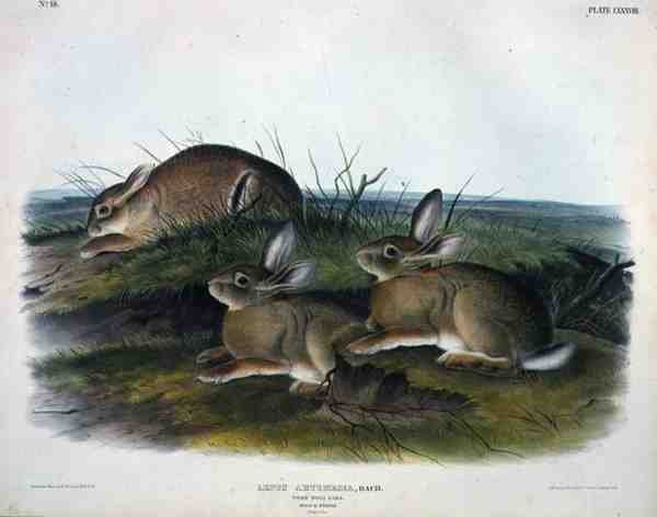 Lepus Artemesia (Worm Wood Hare), płyta 88 z "Cworonogów Ameryki Północnej", rytowana przez Johna T. Bowena (1801-c.1856) autorstwa John James (after) Audubon