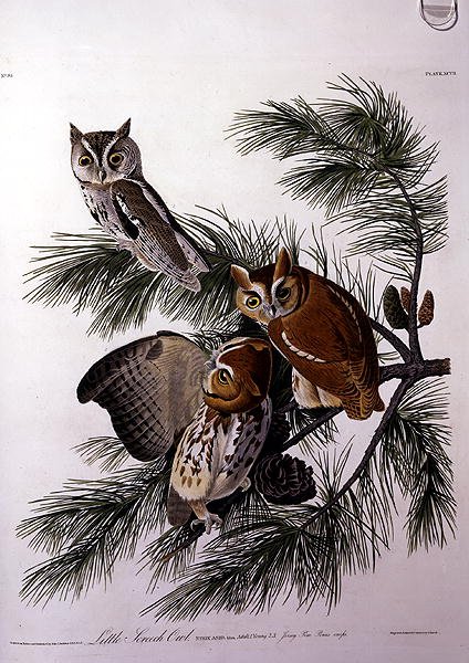Sowa piszcząca z „Birds of America”, grawerowana przez Roberta Havella (1793-1878) (kolorowa grawerunek) autorstwa John James (after) Audubon