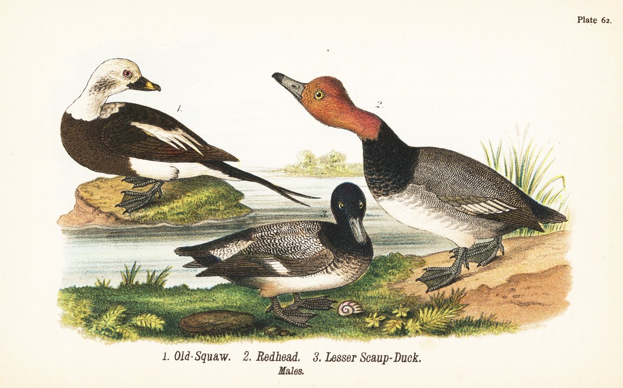 Kaczka długoogoniasta, Clangula hyemalis 1, ruda, Aythya americana 2 i ogorzałka mała, Aythya affinis 3 autorstwa John James (after) Audubon