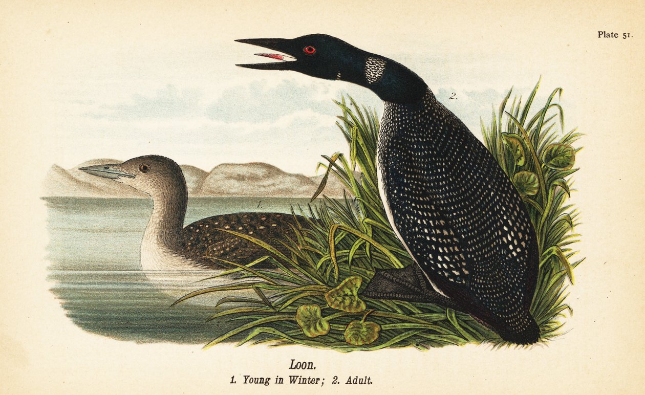 Loon, Gavia immer, młody zimą 1, dorosły 2 autorstwa John James (after) Audubon