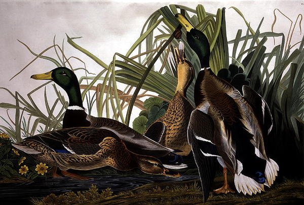 Kaczka krzyżówka, z „Birds of America”, grawerowane przez Roberta Havella (1793-1878) 1834 (kolorowy grawerunek) autorstwa John James (after) Audubon