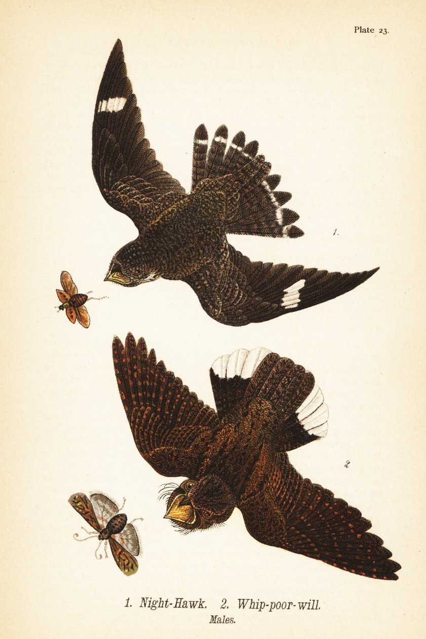 Nighthawk, Chordeiles minor 1 i wschodni bat o słabej woli, Antrostomus vociferus, bat o słabej woli 2, samce autorstwa John James (after) Audubon