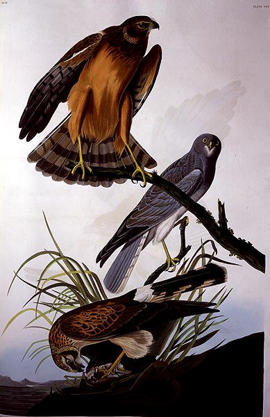 Northern Harrier (Marsh Hawk), z 