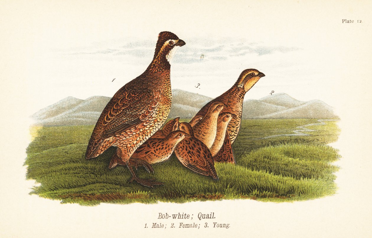 Północny bobwhite , Colinus virginianus autorstwa John James (after) Audubon