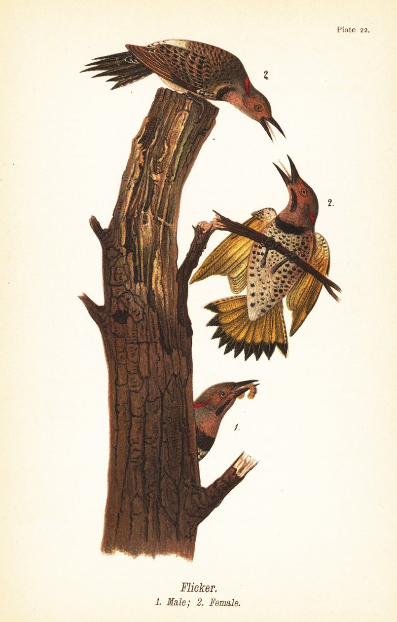 Północne migotanie, Colaptes auratus autorstwa John James (after) Audubon