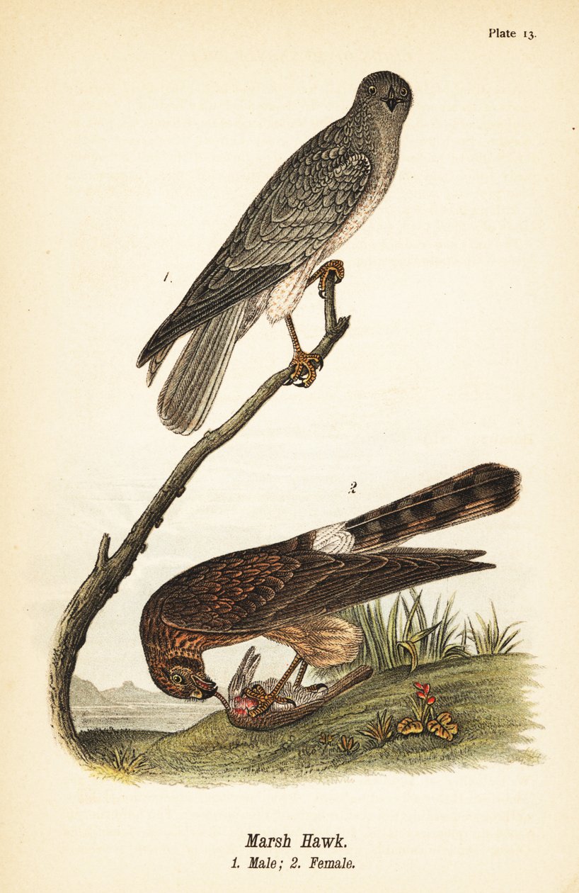 Błotniak północny, Circus hudsonius autorstwa John James (after) Audubon