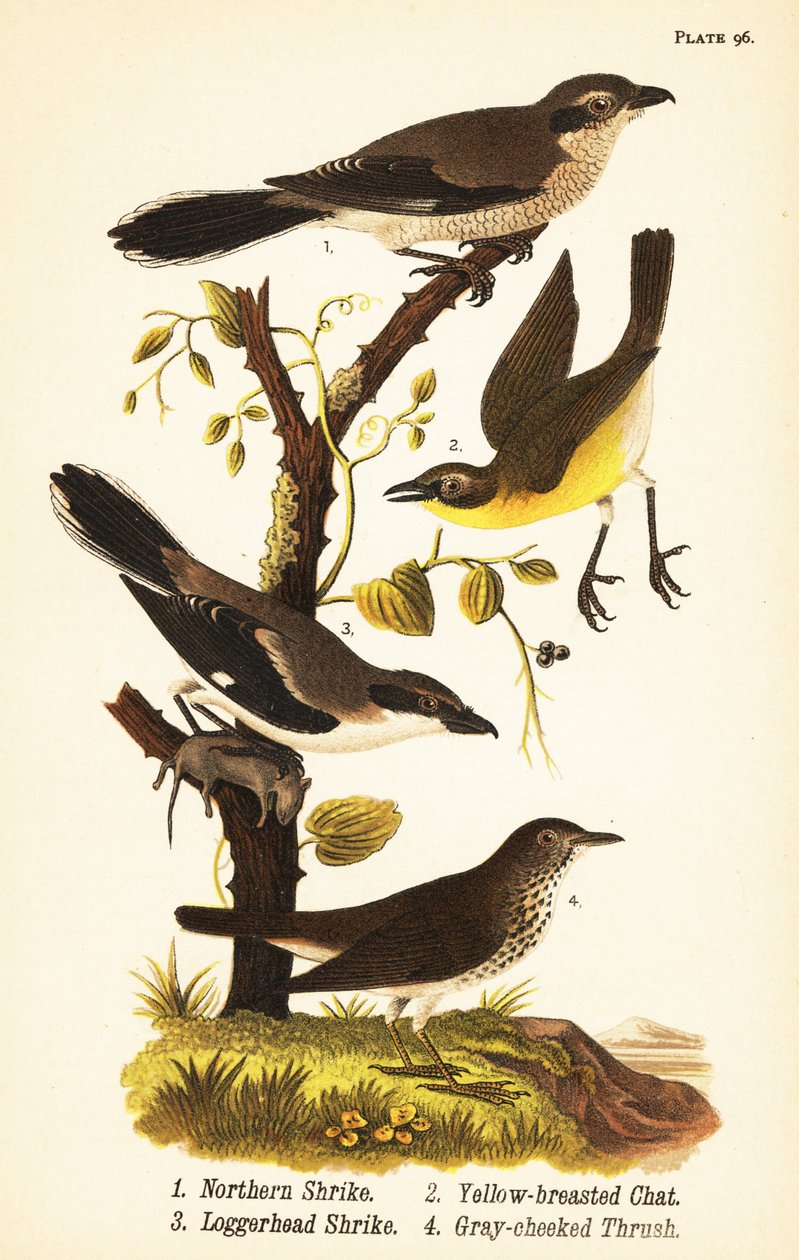 gąsiorek, Lanius borealis 1, gaj żółtopierśny, Icteria viridis 2, gąsiorek, Lanius japonicus autorstwa John James (after) Audubon