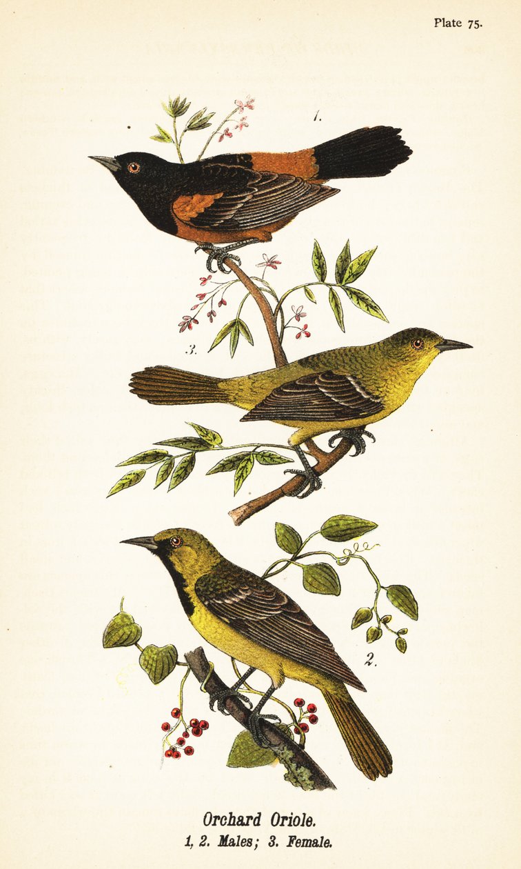 Oriole Sad, Icterus spurius, samce 1,2 i samice 3 autorstwa John James (after) Audubon