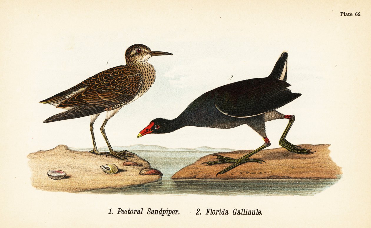 Brodzik piersiowy , Calidris melanotos 1 i pospolita gallinule , Gallinula galeata 2 autorstwa John James (after) Audubon