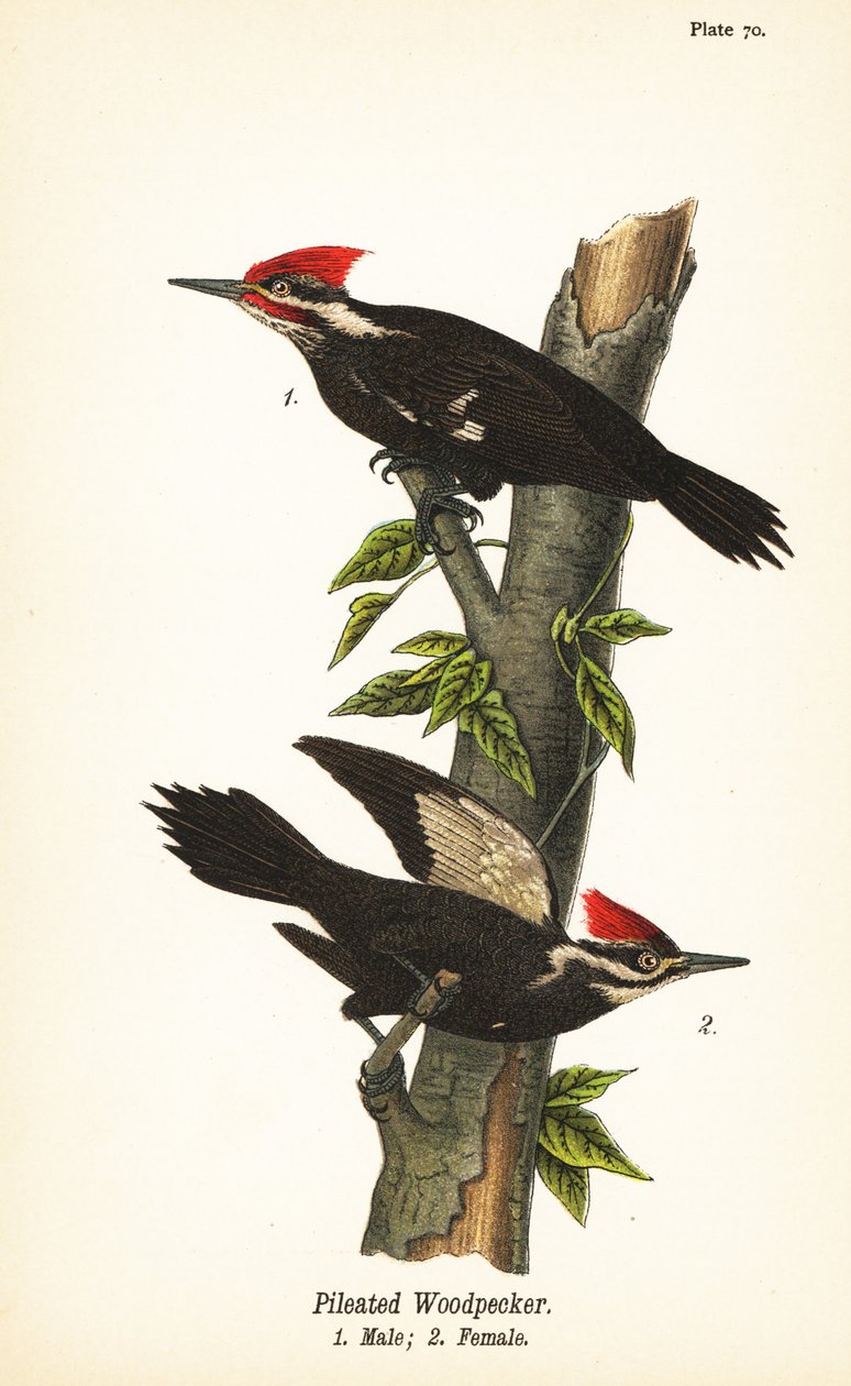 Dzięcioł smużony, Dryocopus pileatus, samiec 1, samica 2 autorstwa John James (after) Audubon