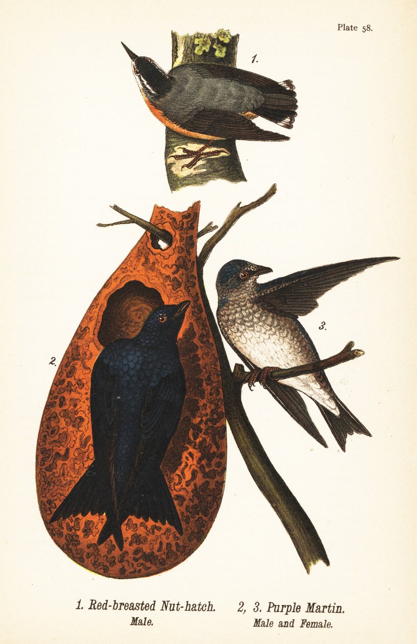 Kowalik pospolity, Sitta canadensis, samiec 1 i purpurowa martin, Progne subis, samiec 2 i samica 3 autorstwa John James (after) Audubon
