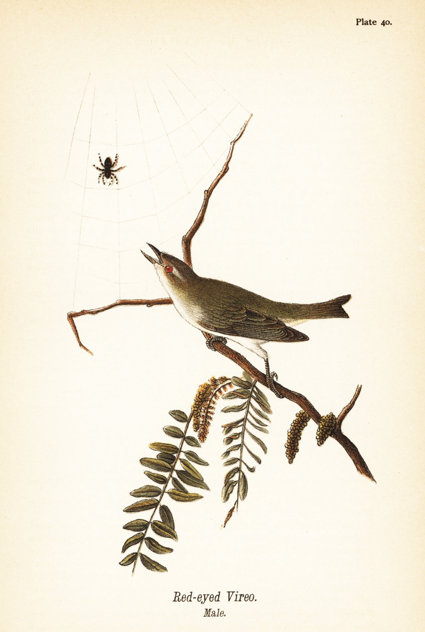 Vireo czerwonooki, Vireo olivaceus, samiec autorstwa John James (after) Audubon