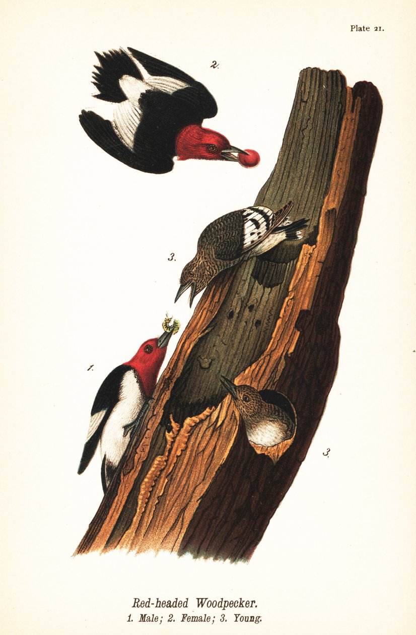 Dzięcioł rudogłowy, Melanerpes erythrocephalus, samiec 1, samica 2, młody 3 autorstwa John James (after) Audubon