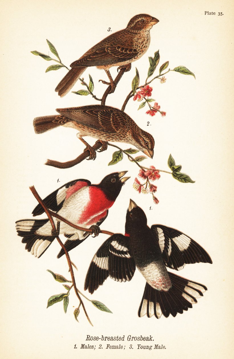 Różany grubodziób , Pheucticus ludovicianus autorstwa John James (after) Audubon