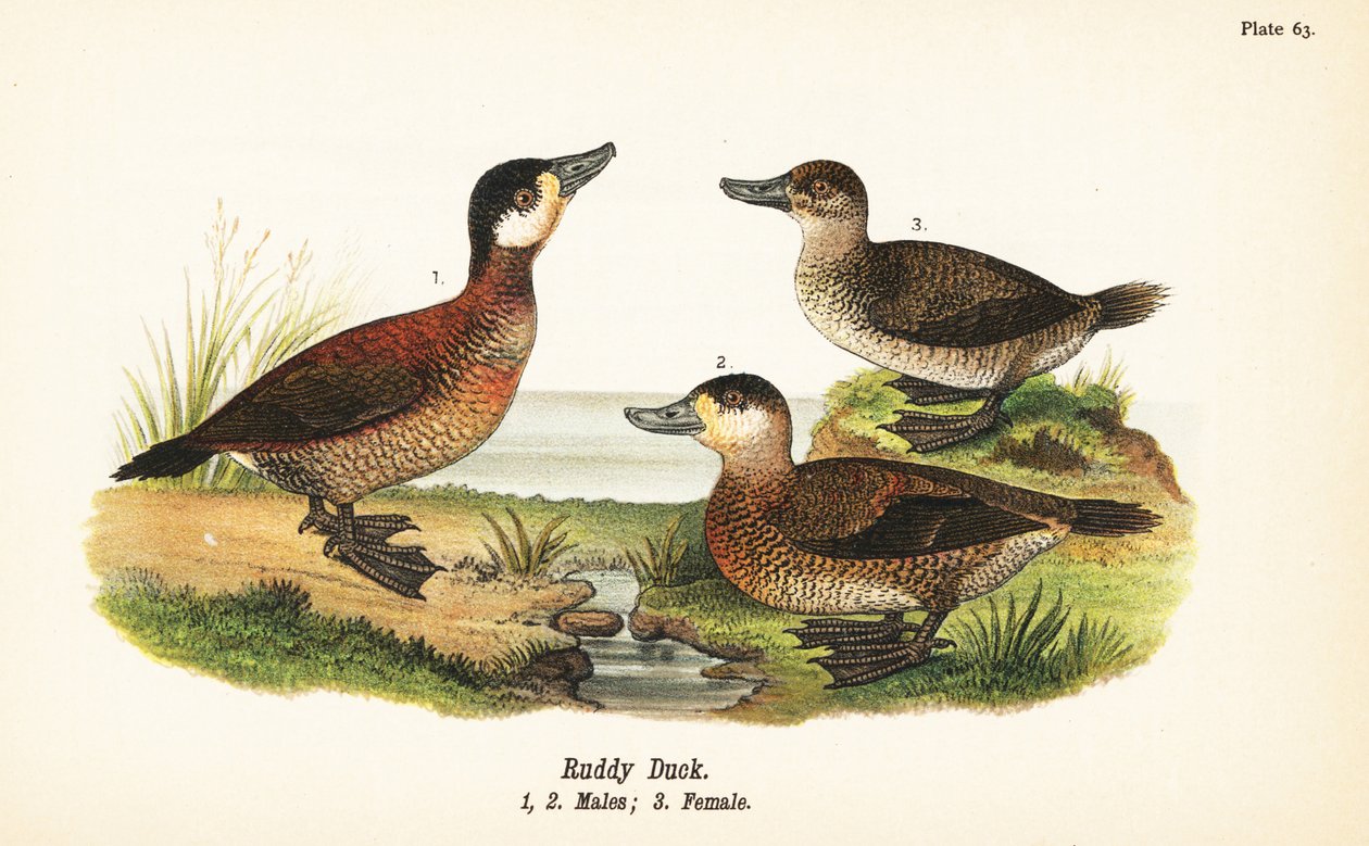 Kaczka rumiana, Oxyura jamaicensis, samce 1,2 i samice 3 autorstwa John James (after) Audubon