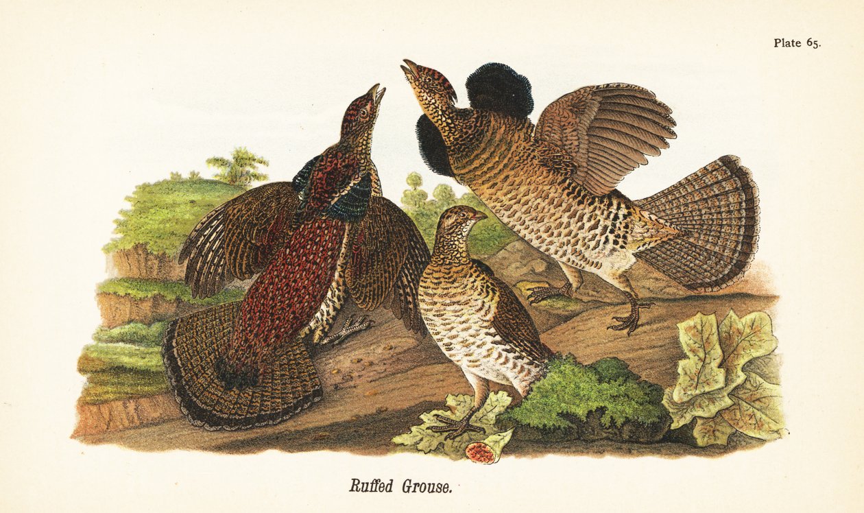 Cietrzew , Bonasa umbellus autorstwa John James (after) Audubon