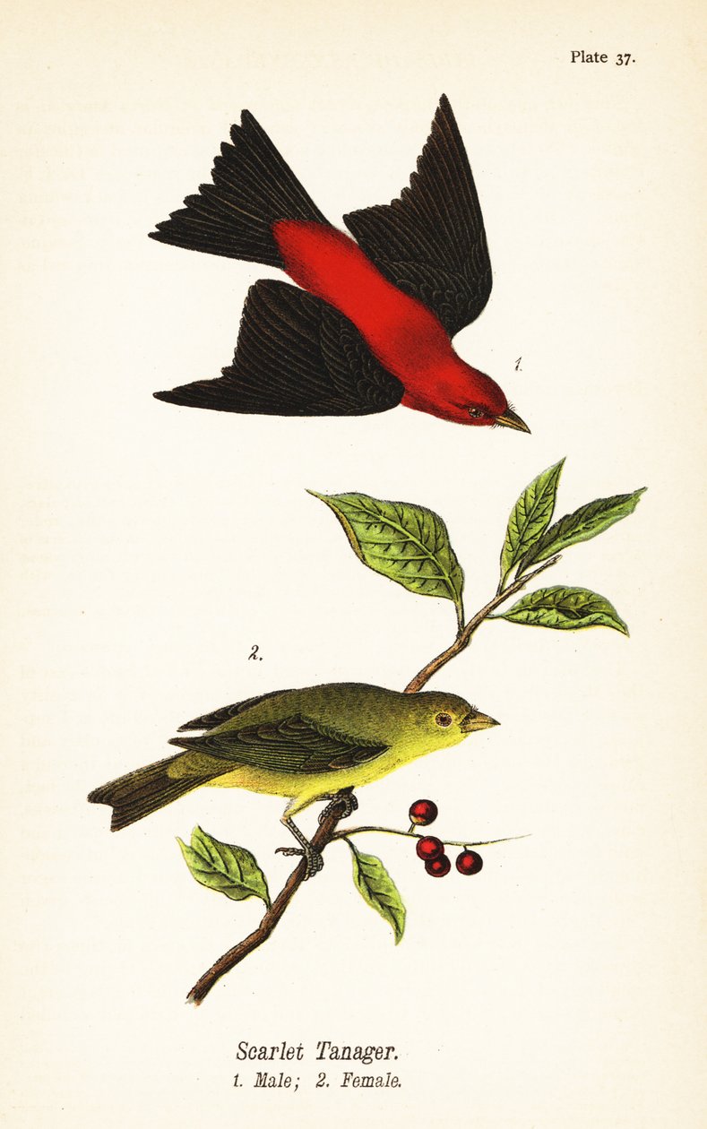 Scarlett Tanager, Pirania Najeźdźca, Deszcz ೧, Kobieta ೨ autorstwa John James (after) Audubon