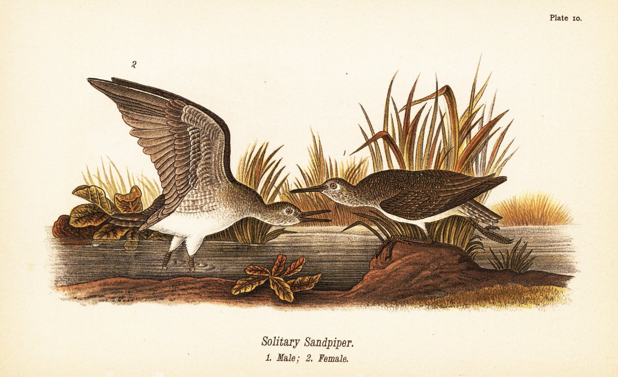 Samotnik, Tringa solitaria, samiec 1, samica 2 autorstwa John James (after) Audubon