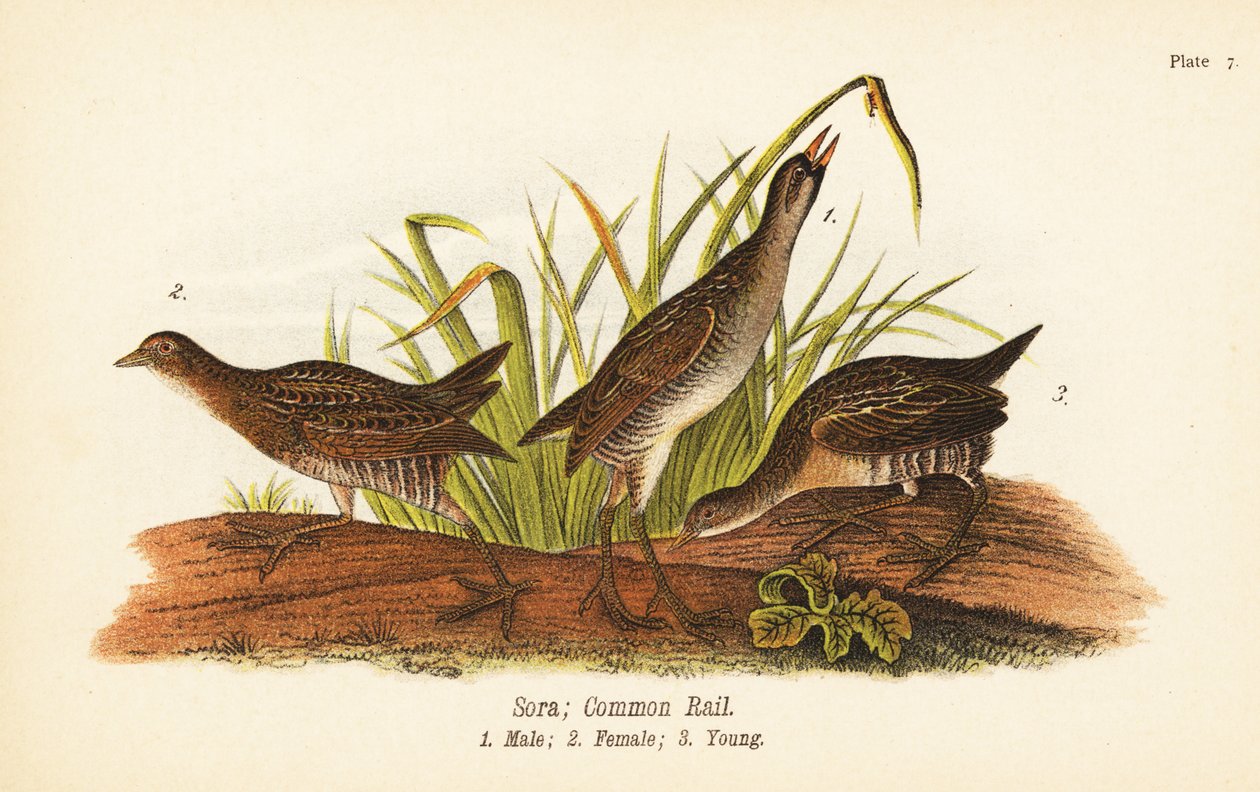 Sora lub common rail, Porzana carolina, mężczyzna 1, kobieta 2, młoda 3 autorstwa John James (after) Audubon