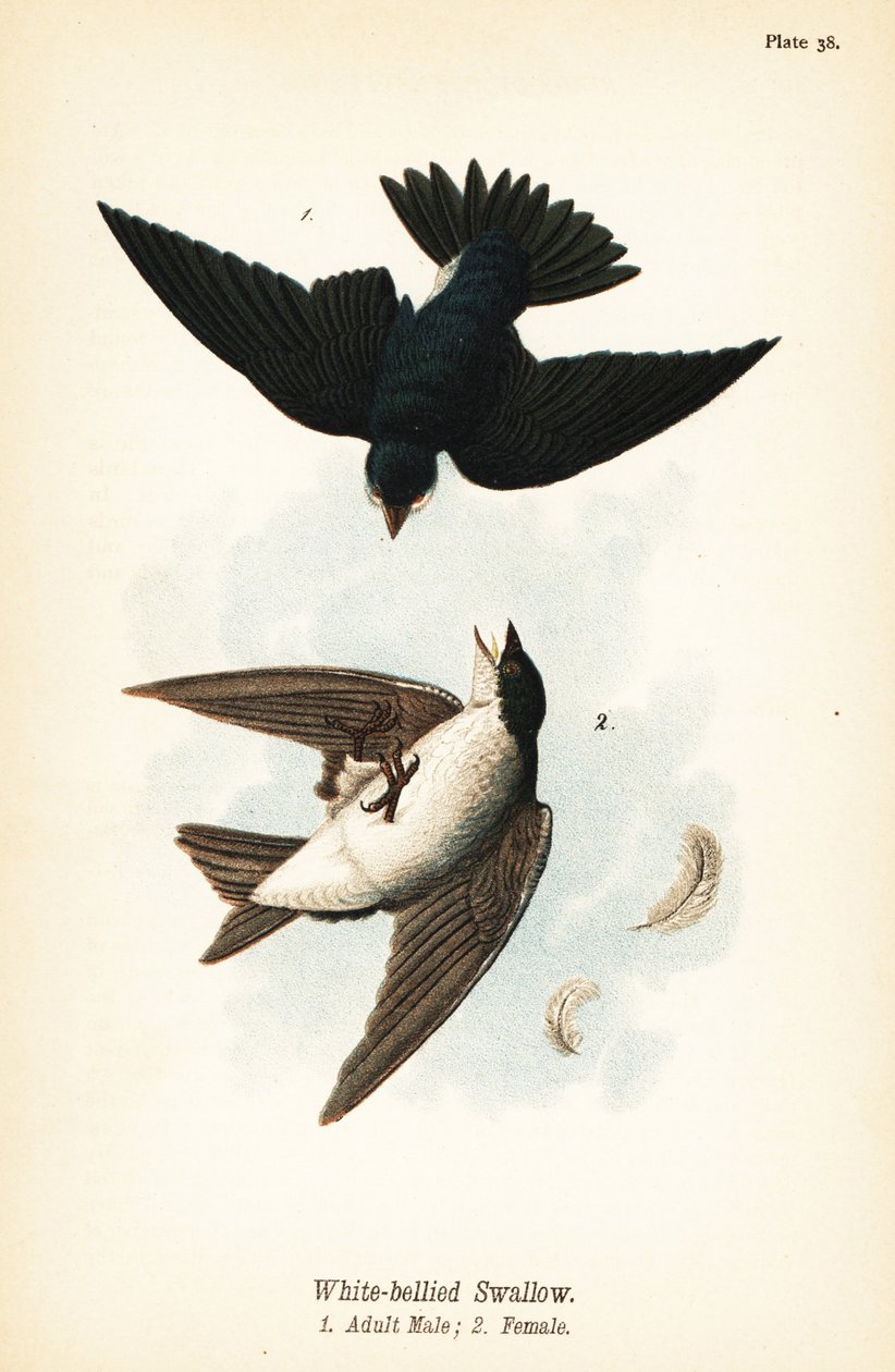 Jaskółka, Tachycineta bicolor autorstwa John James (after) Audubon
