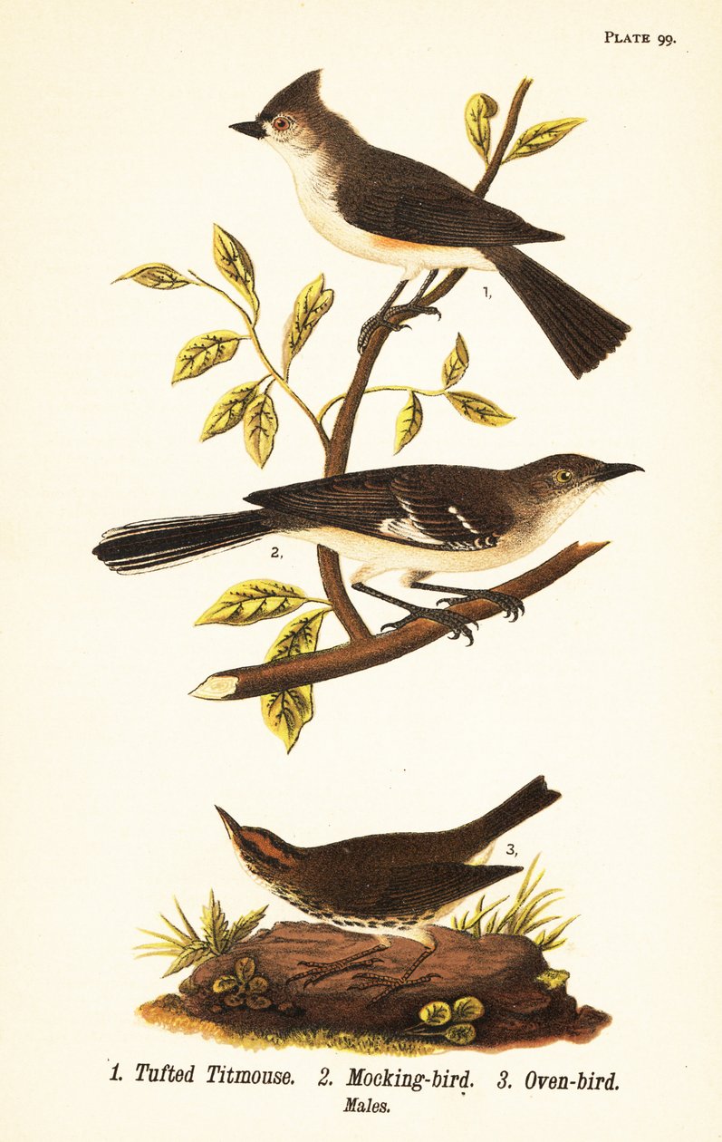 Sikora czernica, Baeolophus bicolor, przedrzeźniacz północny, Mimus polyglottos i ptak garbaty, Seiurus aurocapilla autorstwa John James (after) Audubon