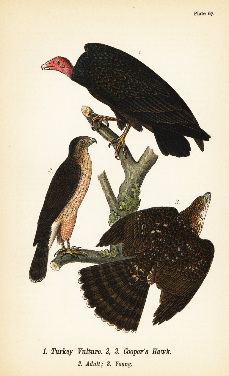 Sęp indyczy, Cathartes aura 1 i jastrząb Coopera, Accipiter cooperii, dorosły 2, młody 3 autorstwa John James (after) Audubon