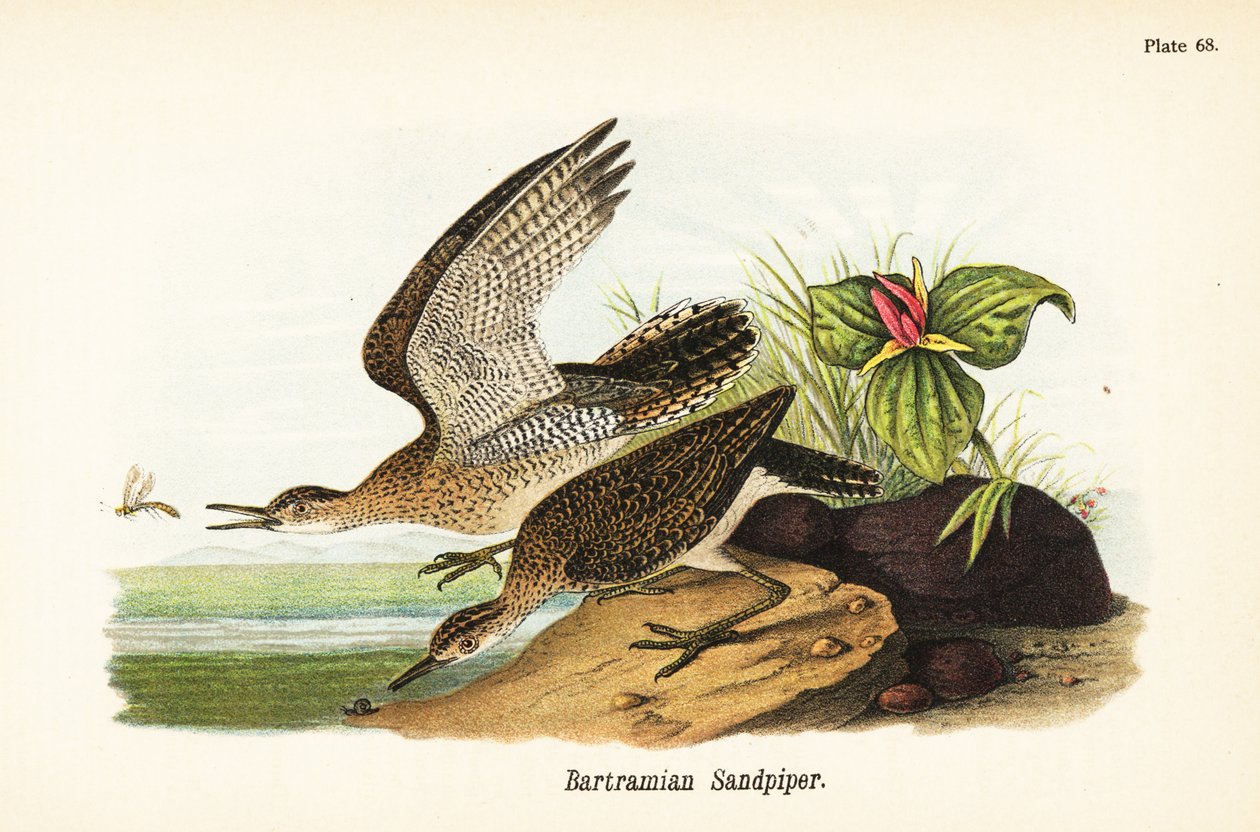 Brodzik wyżynny , Bartramia longicauda autorstwa John James (after) Audubon