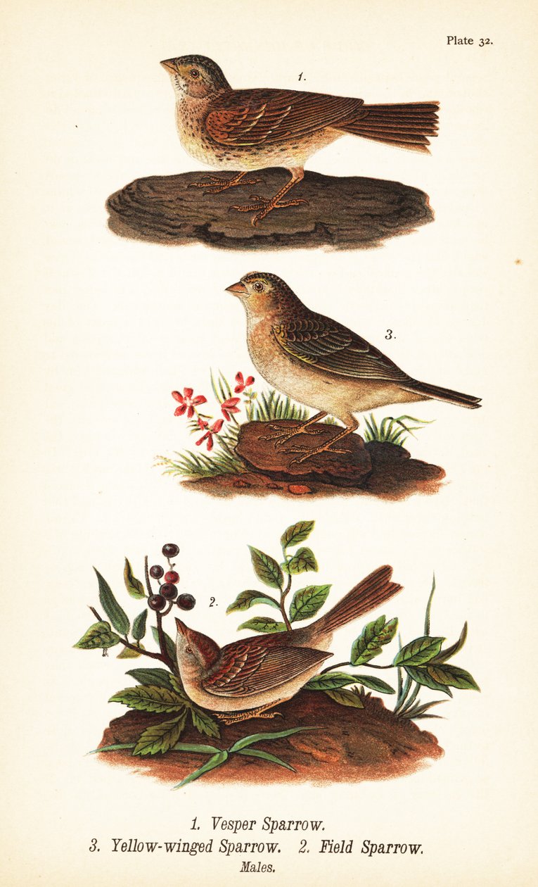 Wróbel nieszporny, Pooecetes gramineus 1, wróbel polny, Ammodramus savannarum 2 i wróbel polny, Spizella pusilla 3 autorstwa John James (after) Audubon