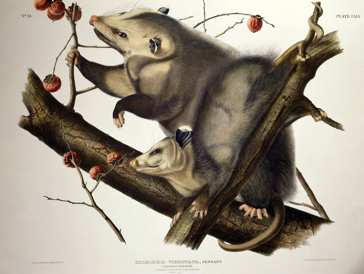 Opos z Wirginii, z „Cworonogów Ameryki”, rytowany przez Johna T. Bowena (1801-c.56) 1845 (kolorowy grawerunek) autorstwa John James (after) Audubon