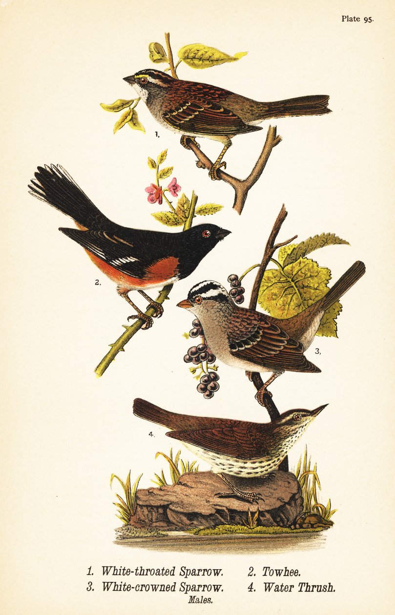 Wróbel białoszyjki, Zonotrichia albicollis 1, towhee wschodnia, Pipilo erythrophthalmus 2, wróbel białoszyjki, Znotrichia leucophrys 3 i drozdowak północny, Parkesia noveboracensis 4 autorstwa John James (after) Audubon