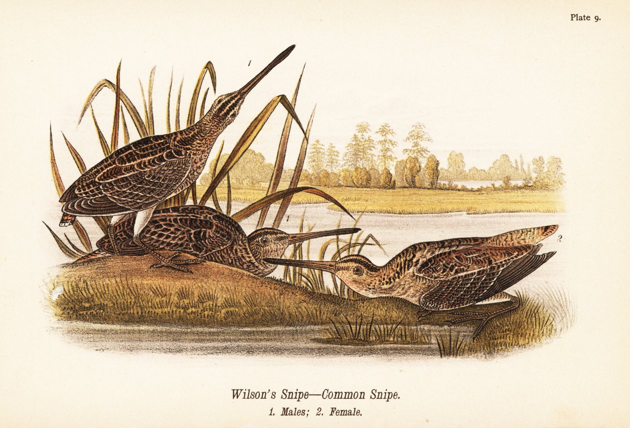 kszyk Wilsona lub kszyk zwyczajny, Gallinago delicata, samce 1, samice 2 autorstwa John James (after) Audubon