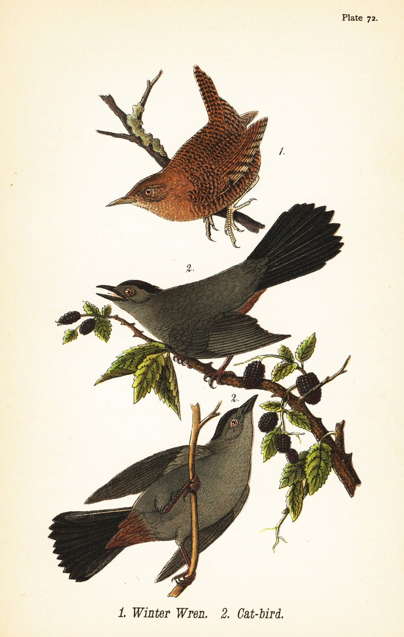 Strzyżyk ozimy, Troglodytes hiemalis 1 i kocic szary, Dumetella carolinensis cat-bird 2 autorstwa John James (after) Audubon