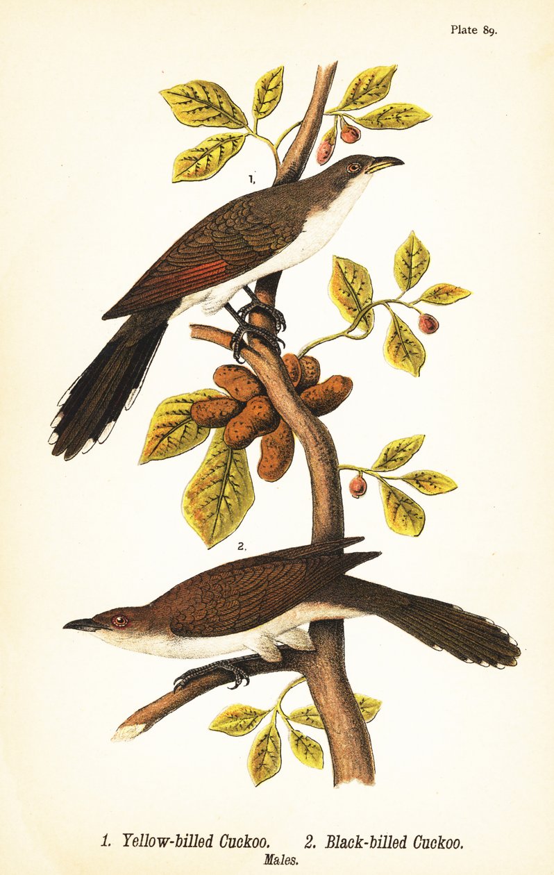Kukułka żółtodzioba, Coccyzus americanus 1 i kukułka czarnodzioby, Coccyzus erythropthalmus 2, samce autorstwa John James (after) Audubon