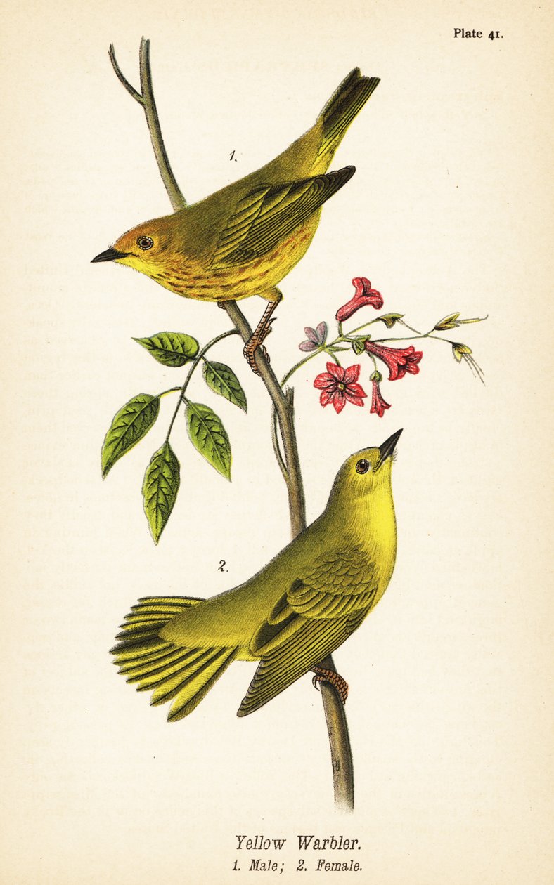 Żółta gajówka, Setophaga wybroczyny, samiec 1, samica 2 autorstwa John James (after) Audubon