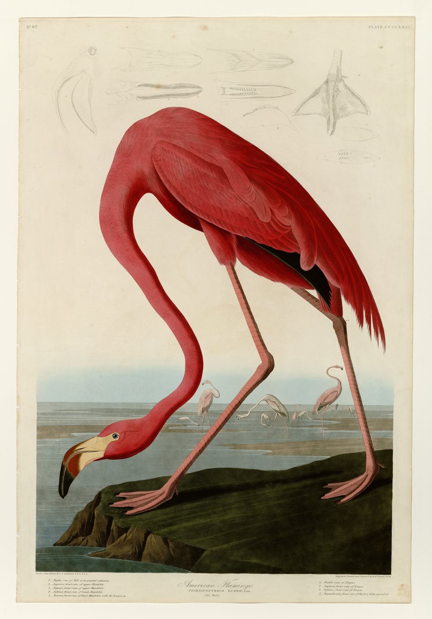 431 American Flamingo autorstwa John James Audubon