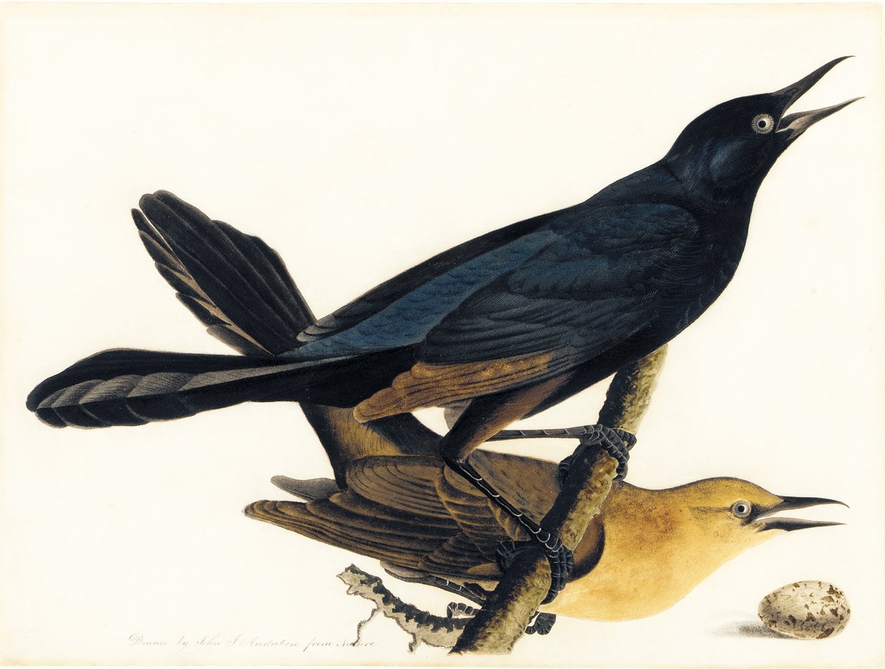 Para wapień ogoniastych autorstwa John James Audubon