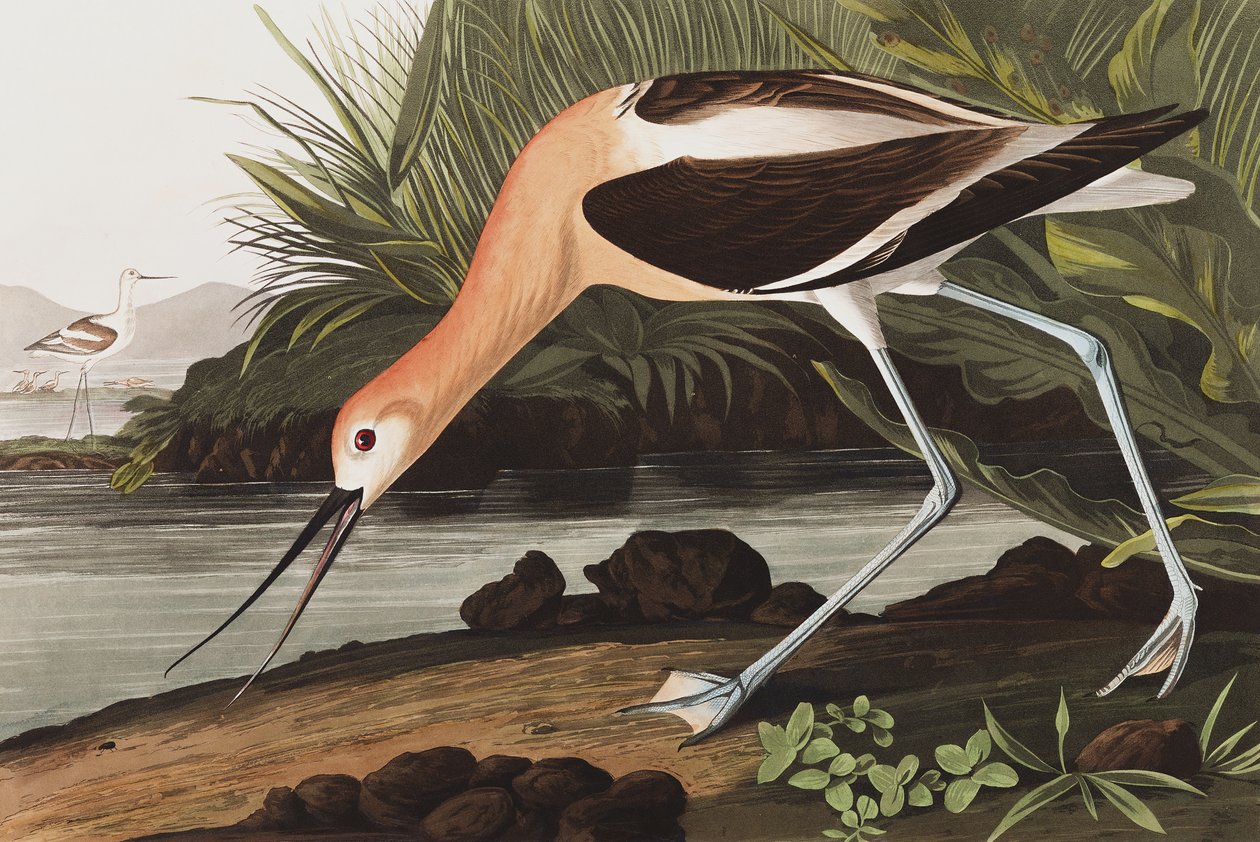 American Avocet, Recurvirostra Americana, z „Ptaki Ameryki” Johna J. Audubona, wyd. 1827-38 autorstwa John James Audubon