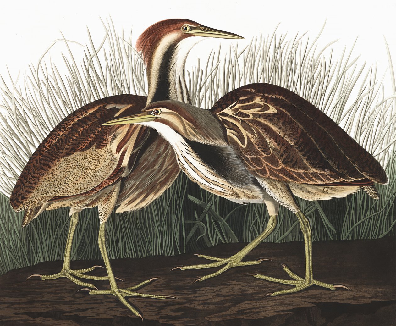 Bąk amerykański, Botaurus Lentiginosus, z „Ptaki Ameryki” Johna J. Audubona, wyd. 1827-38 autorstwa John James Audubon